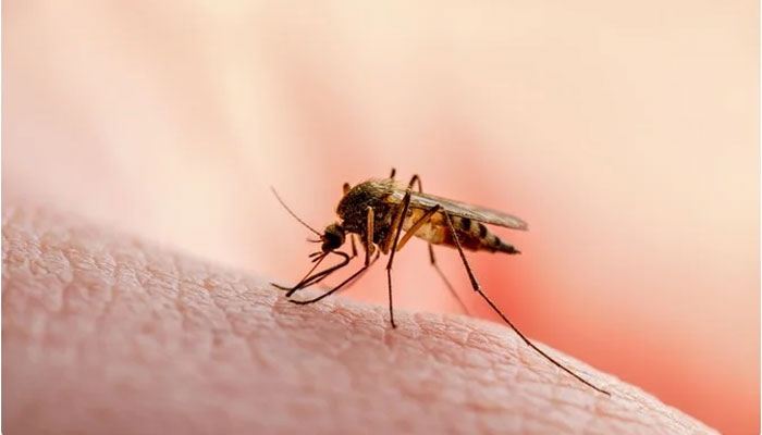 Sindh, the first case of death due to malaria this year has come to light ---File photo