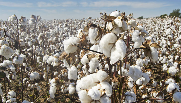 Heavy damage to the cotton crop by whitefly and rains, reduced production and prices —File photo