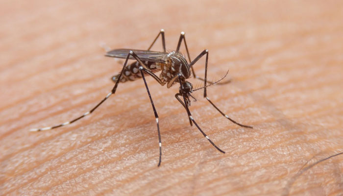 139 more dengue cases reported —File photo