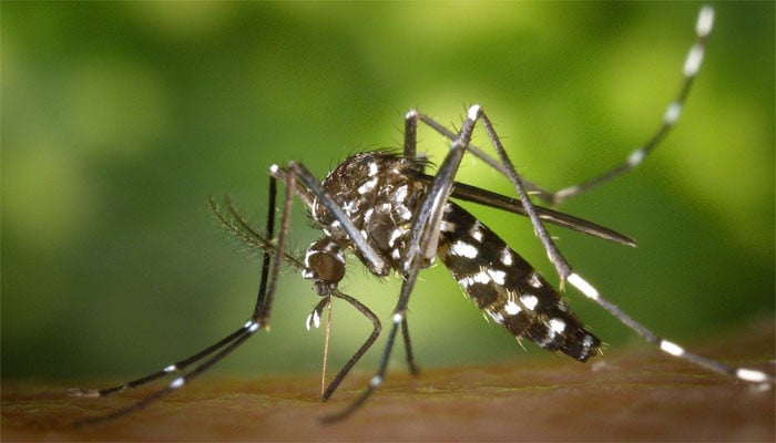 14 cases of malaria reported in Karachi today, Malir is the most affected