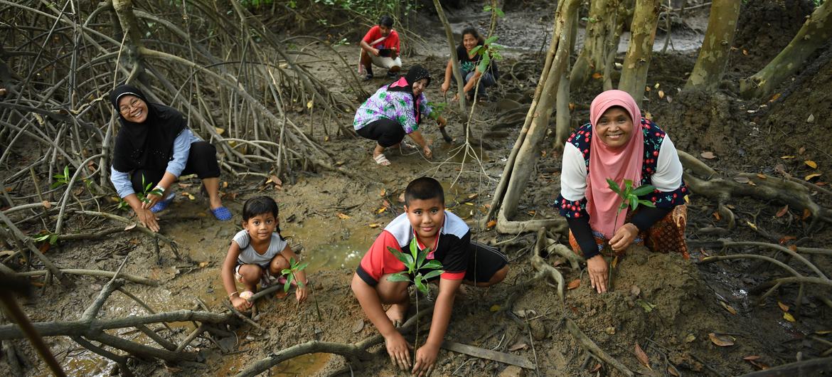 A community in Thailand works to preserve a mangrove forest.