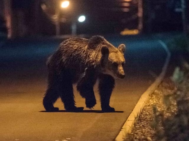 Bear entered the populated area of ​​Rawalpindi, rescue operation is going on