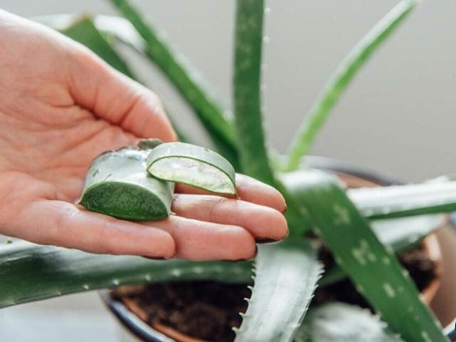 Natural insecticide prepared from aloe vera peel Medicines made from aloe vera peels can protect important food crops from harmful insects. Photo: File