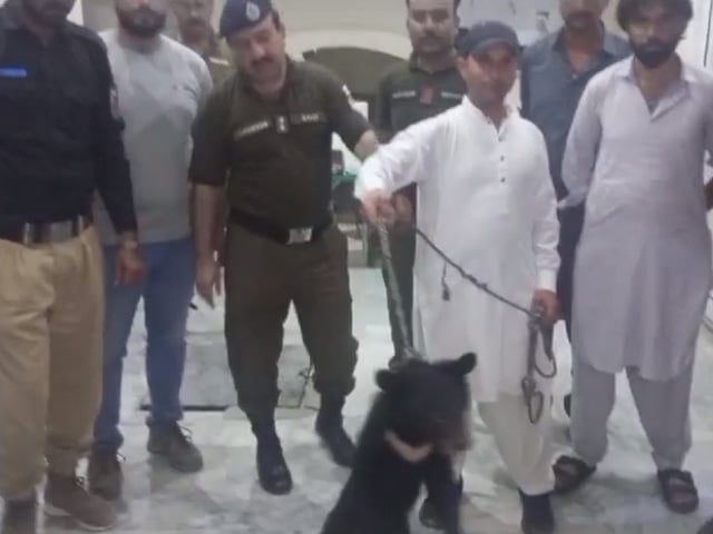 A bear that entered the Rawalpindi population was captured 3 days later