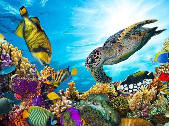 200 scientists of the world have said in a letter that there is a need to stop the assimilation of carbon dioxide in the oceans.  Photo: File 