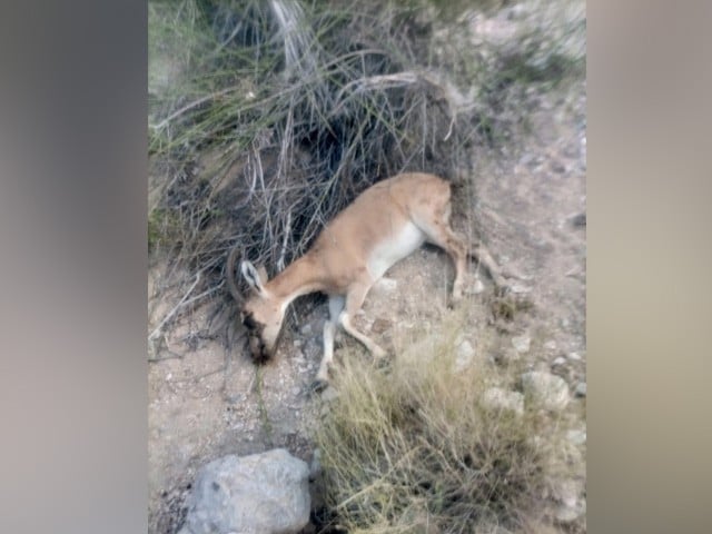 The disease found in ibex at Kirthar remains a mystery —Photo: Express News