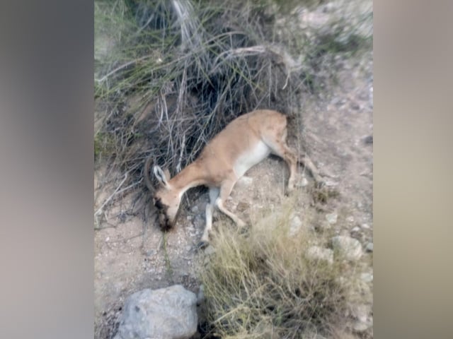 The disease found in ibex at Kirthar remains a mystery