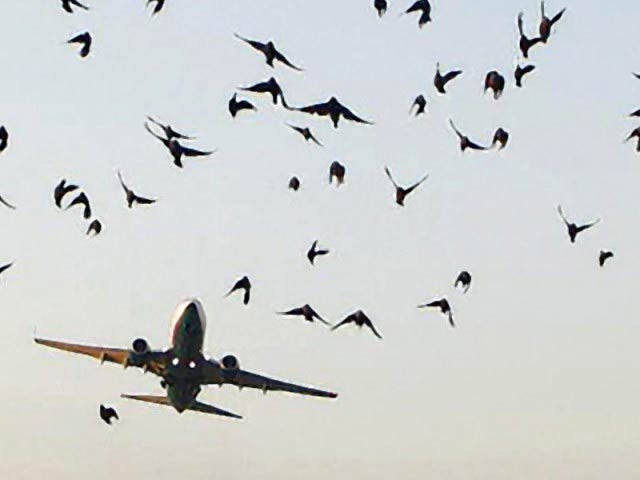 Decision to install automatic systems to protect aircraft from birds at airports