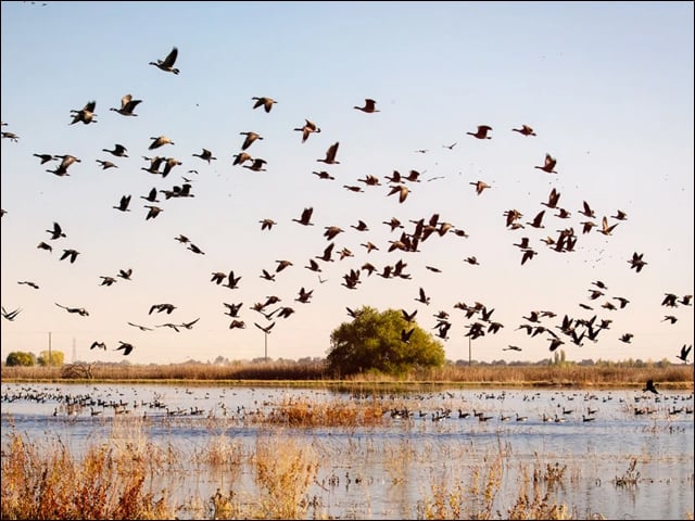 Hunting of migratory birds allowed in Punjab till March 31