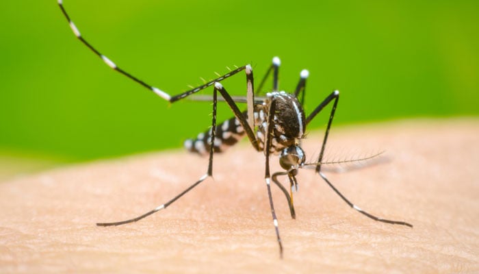 Dengue virus confirmed in 56 more people