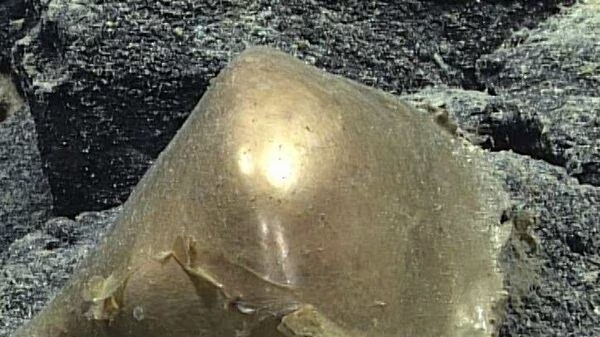 'Golden egg' discovered near underwater reef in Alaska