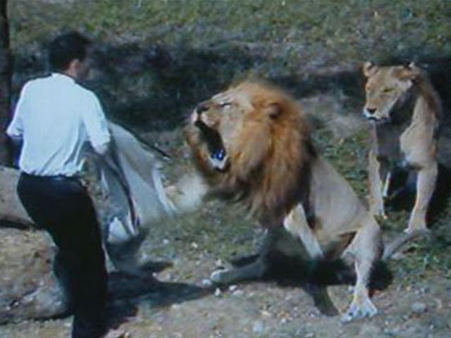 Japan;  An employee was killed in a tiger attack in a safari park