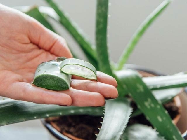 Natural insecticide prepared from aloe vera peel