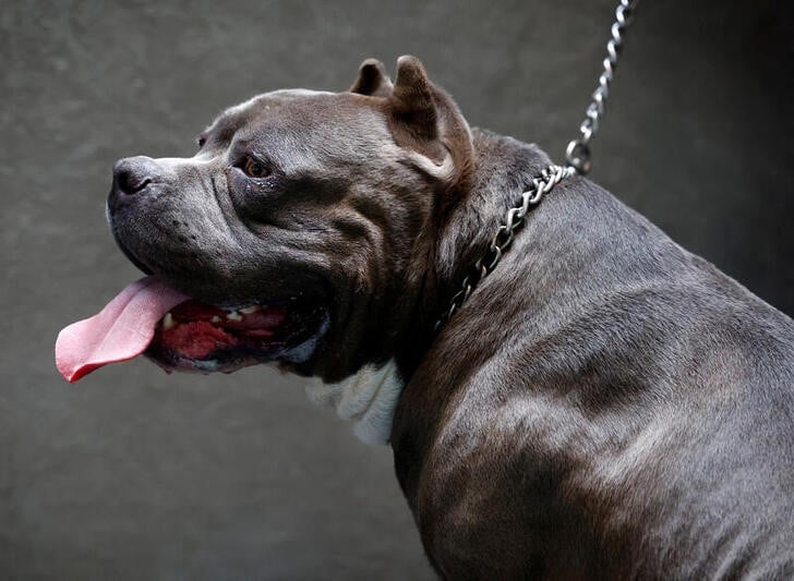 The British Prime Minister ordered to ban American dog breeds