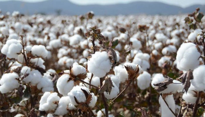 The average production of cotton in Punjab was 48.1% higher than last year