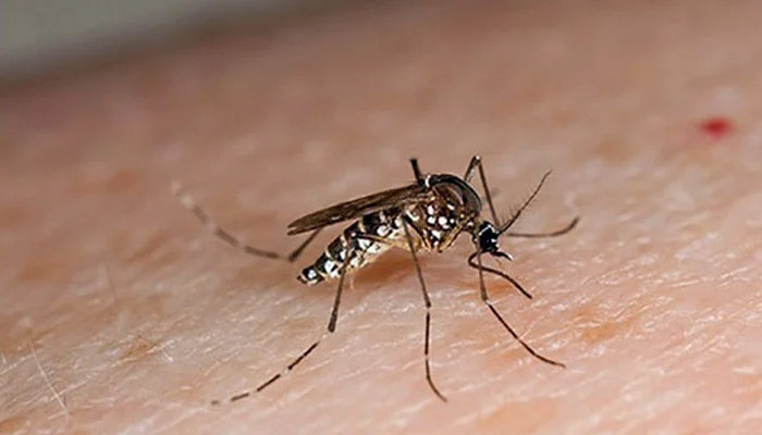 204 more dengue cases reported in Punjab