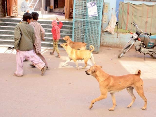 In Sindh, the plan to make a vaccine for seal bite has been stalled for 17 years