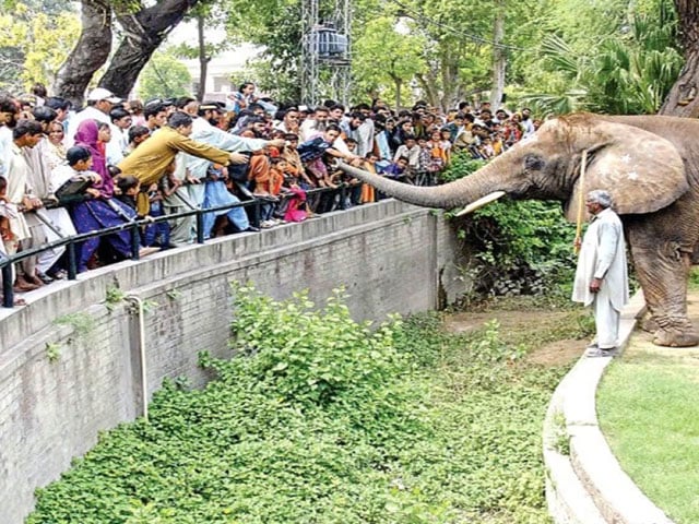 The Election Commission approved the mega project for Lahore Zoo and Safari Park