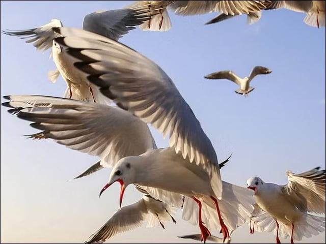 Alarming decline in arrival of migratory birds, experts demand withdrawal of hunting permits