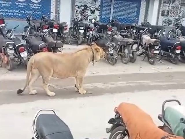 Order to confiscate the lion coming on Shahrah Faisal, 3 lakh fine on the owner