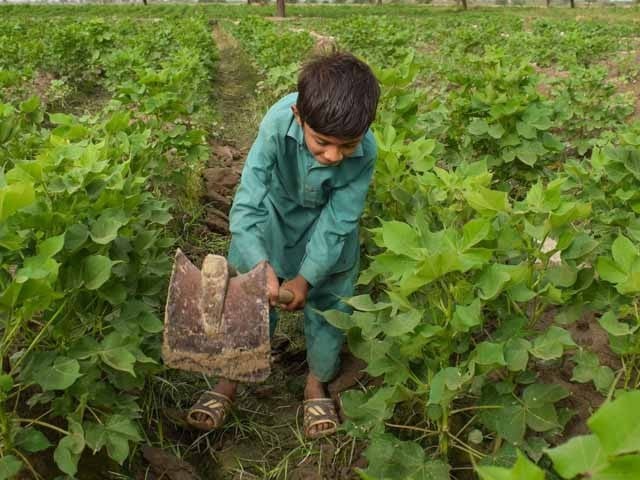 The number of child labor is highest in Pakistan's agricultural sector Photo: Social media
