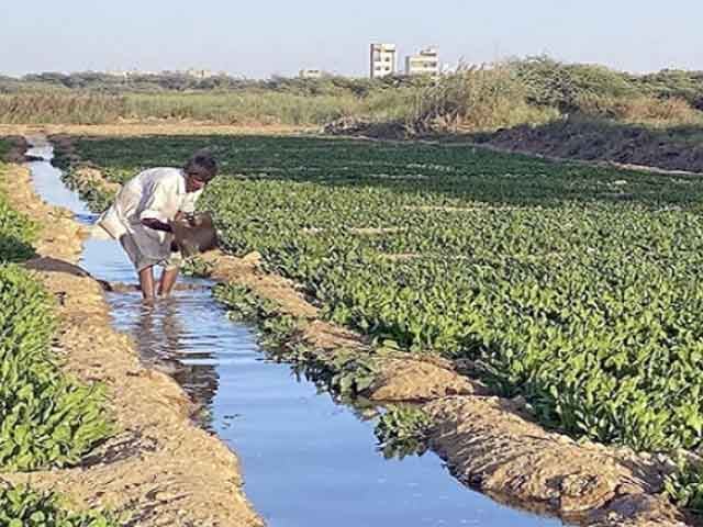 Departments failed to stop farming with polluted water, urban became victims of diseases