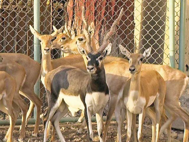 With the arrival of the little deer, the splendor of Landhi Zoo increased