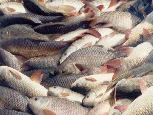 Several river fishes and aquatic life in Punjab are threatened with extinction