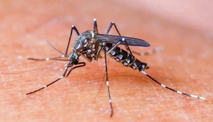 3055 cases of malaria reported in Sindh including Karachi