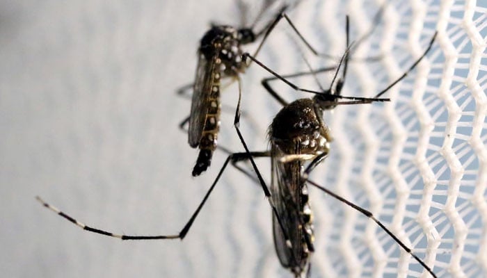 Most dengue cases reported in Karachi Central