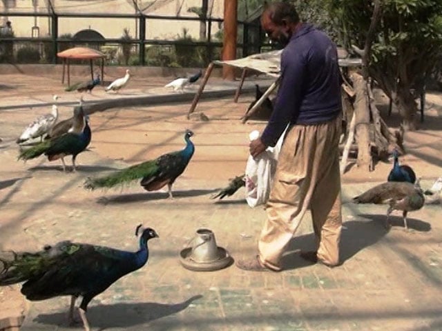 The employees of Lahore Zoo started performing duties in the homes of retired officers