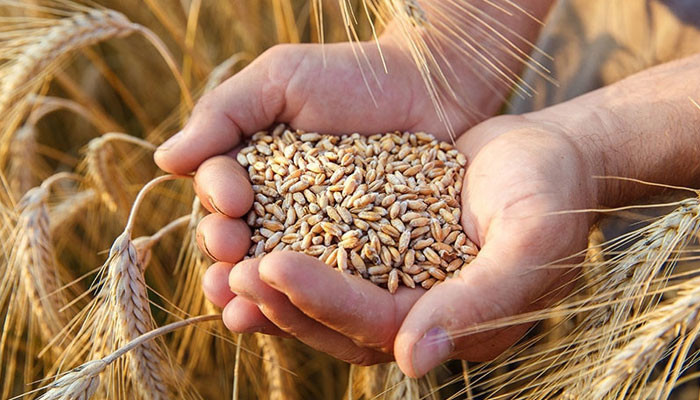 The target of sowing wheat in Punjab is 1 crore 60 lakh acres