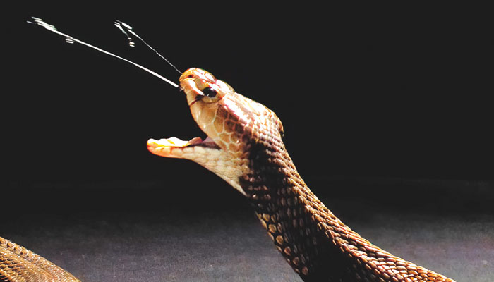 "Snake Venom" 2 "Snake Venom"