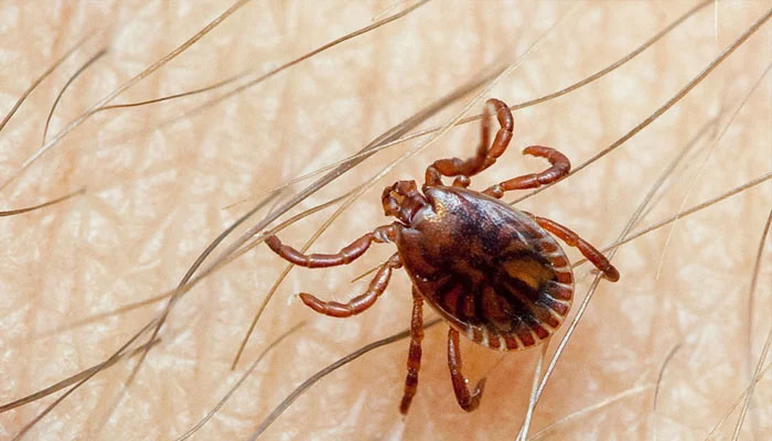 8 staff members including 5 doctors suffer from Congo virus -----File photo