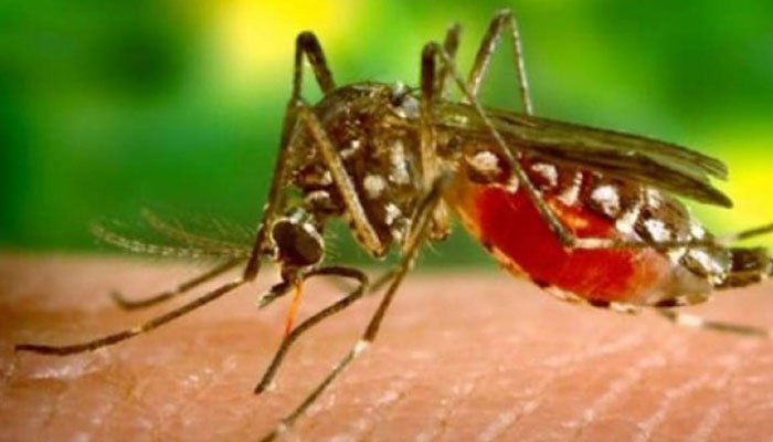 19 more cases of malaria reported ------File photo
