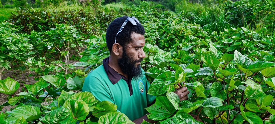 A farmer in Vanuatu works under the sun.