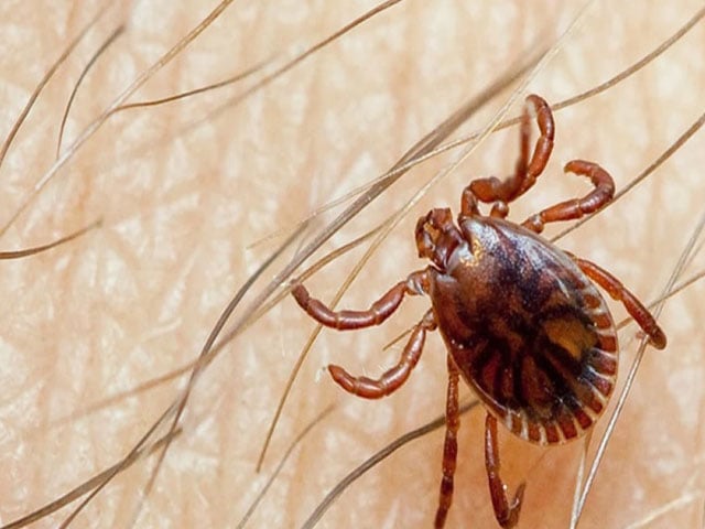 Fearing the spread of Congo virus in Sindh, the Health Department has issued an advisory