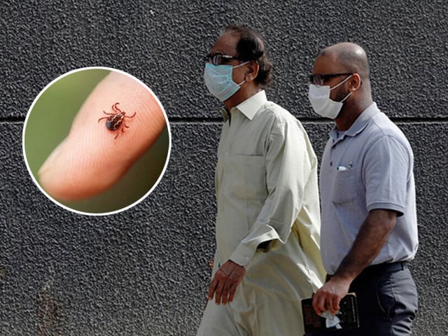 Risk of Congo virus in Balochistan, masks mandatory for government employees