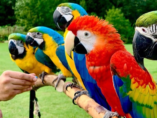 Decision to issue identity cards of parrots in Islamabad Parrots of non-registered owners will be confiscated