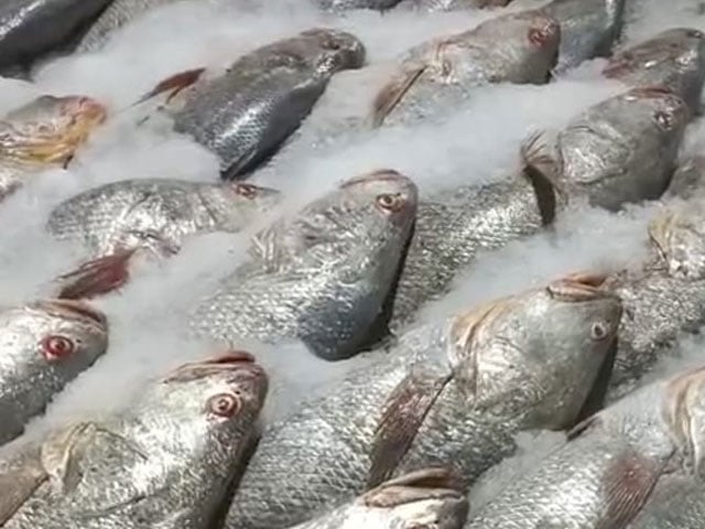 Karachi;  Rare fish worth 70 crores fell into the hands of fishermen