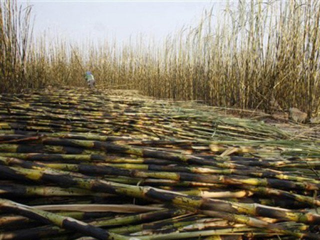 Minimum sugarcane price in Sindh fixed at Rs 425 per maund