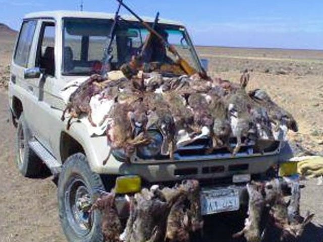 One hundred thousand dollar debt of Balochistan government on foreign hunters revealed