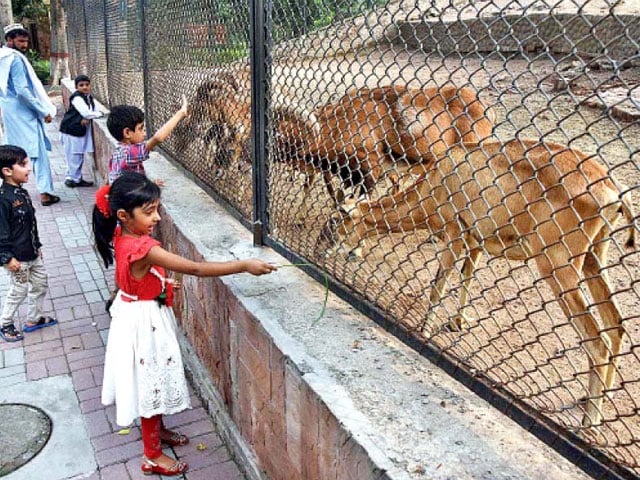 construction work;  The animals of Lahore Zoo and Safari Zoo were transferred to other zoos