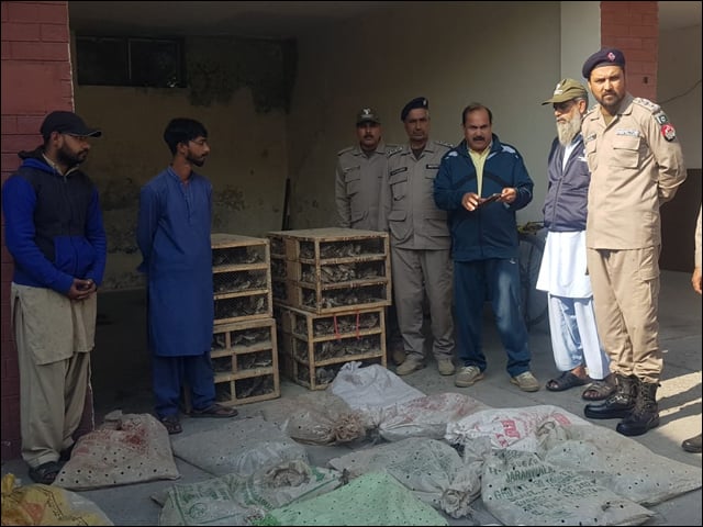 More than 10,000 birds were recovered in the action of Punjab Wildlife