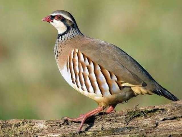 Pheasant hunting allowed for 2 months in most districts of Punjab