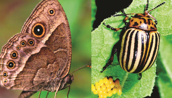 Phenotypic plasticity