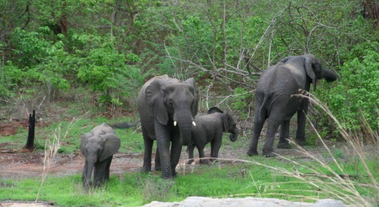 World’s diverse biospheres ‘making peace with the natural world’