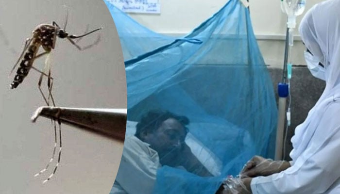 14 thousand 815 cases of dengue reported this year