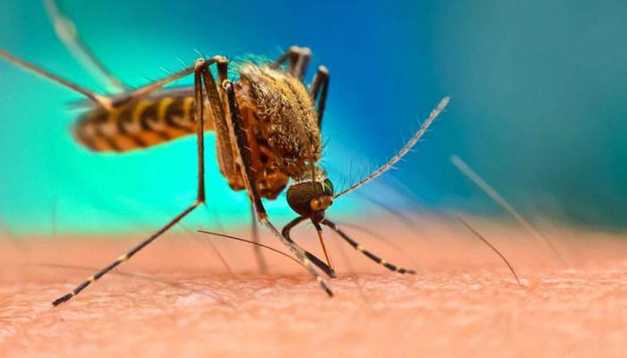 18 more dengue cases reported in Punjab