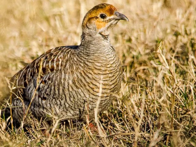 On the first day of hunting permission in Punjab, hunters killed hundreds of pheasants